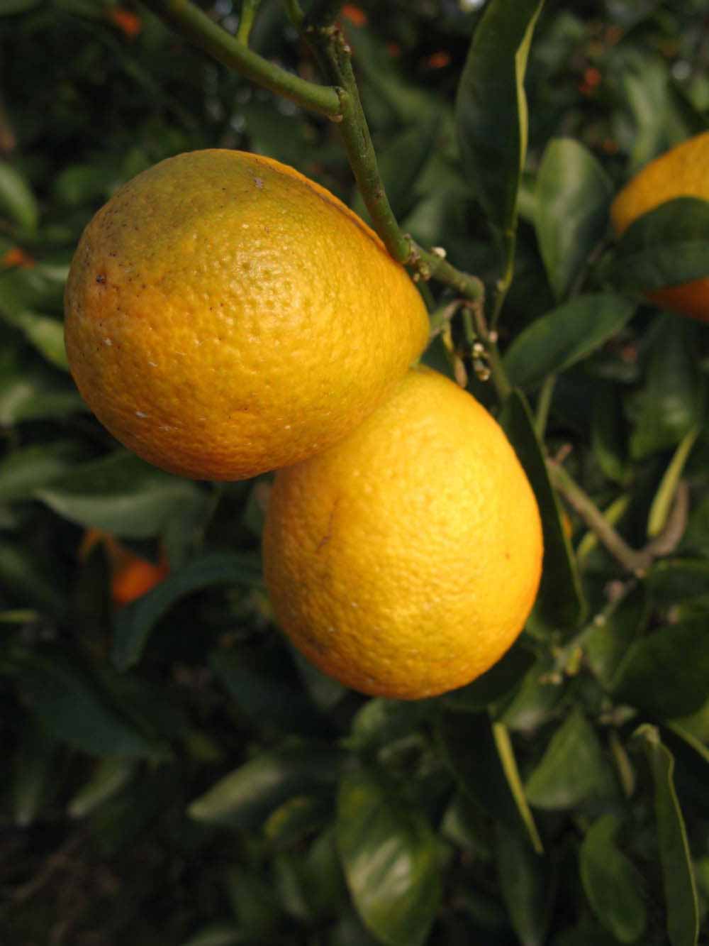            Fruit (Winter Haven, FL)   